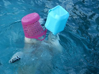 写真：12月2日　ホッキョクグマ3