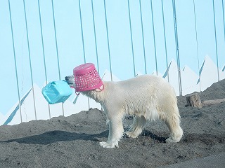 写真：12月2日　ホッキョクグマ1