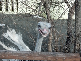 写真：ダチョウ2