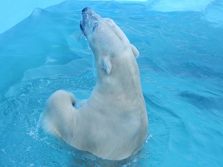 写真：12月2日　ホッキョクグマ5