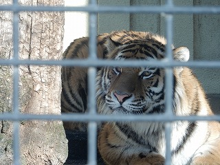 写真：あさま