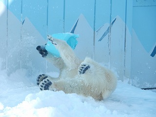 写真：12月10日　ホッキョクグマ1