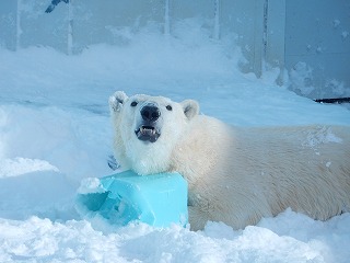 写真：12月10日　ホッキョクグマ2