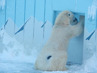 写真：12月10日　ホッキョクグマ4