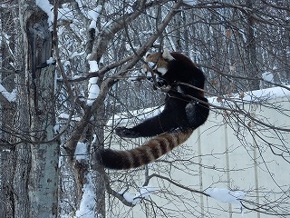 写真：レッサーパンダ1