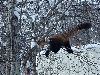 写真：レッサーパンダ2