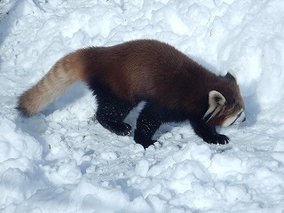 写真：レッサーパンダ4