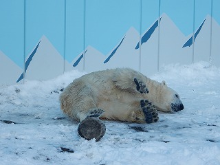 写真：12月10日　ホッキョクグマ7