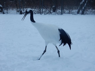 写真：タンチョウ1