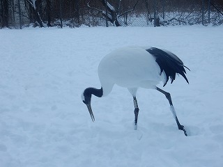 写真：タンチョウ2