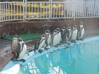 写真：11月2日　フンボルトペンギン1