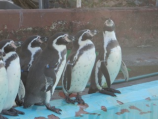 写真：11月2日　フンボルトペンギン2