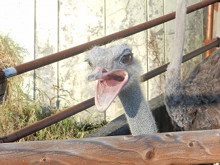 写真：ダチョウ2