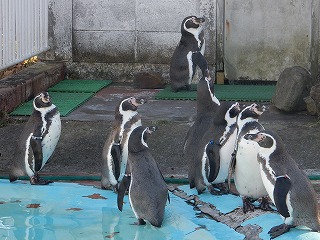 写真：11月10日　フンボルトペンギン1