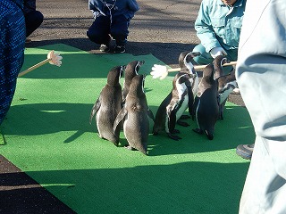 写真：11月10日　フンボルトペンギン2