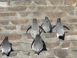 写真：11月10日　フンボルトペンギン3