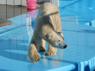 写真：11月10日　ホッキョクグマ5