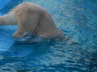 写真：11月10日　ホッキョクグマ6