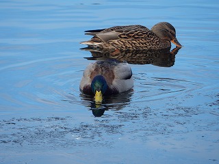 写真：ハクチョウ池3