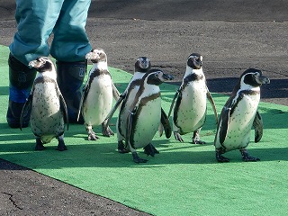 写真：11月16日　フンボルトペンギン1