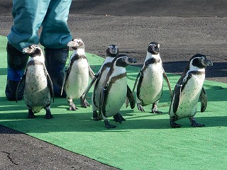写真：11月16日　フンボルトペンギン1