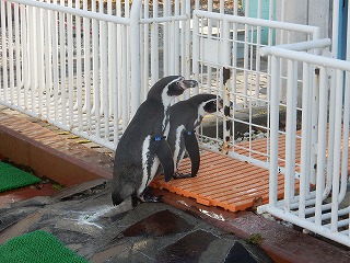 写真：11月16日　フンボルトペンギン2