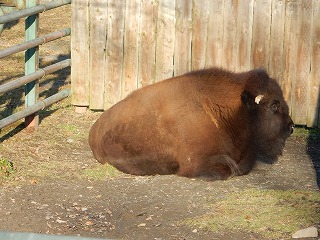 写真：アメリカバイソン