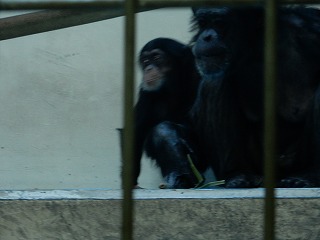 写真：チンパンジー2