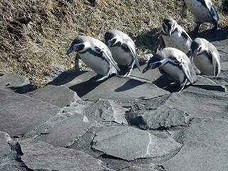 写真：11月25日　フンボルトペンギン