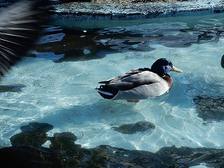 写真：マガモ