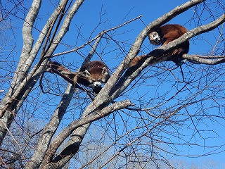 写真：樹上のレッサーパンダ　シンゲンとキン