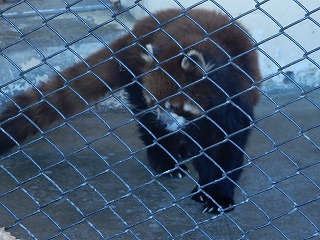 写真：レッサーパンダ　メイメイ