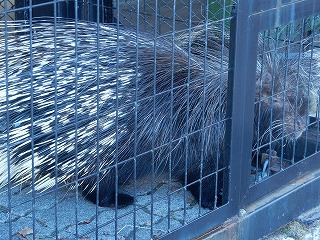 写真：アフリカタテガミヤマアラシ1