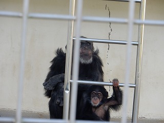 写真：チンパンジーのゆづる3