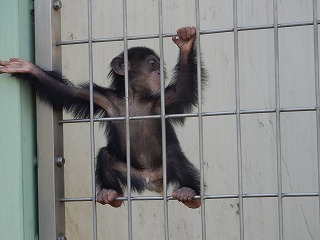 写真：チンパンジーのゆづる1