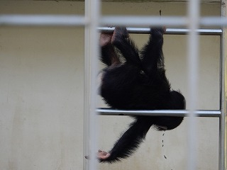 写真：チンパンジーのゆづる2
