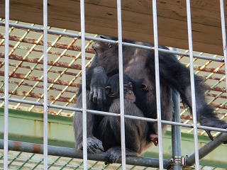 写真：チンパンジーのゆづる4