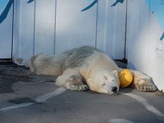 写真：10月4日　ホッキョクグマのキロル2