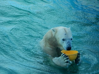 写真：10月4日　ホッキョクグマのキロル1