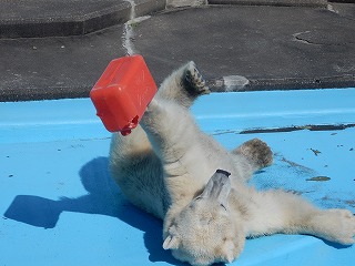 写真：10月4日　ホッキョクグマのミルク2