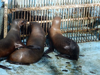 写真：10月6日　オタリア1