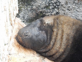 写真：10月6日　オタリア3