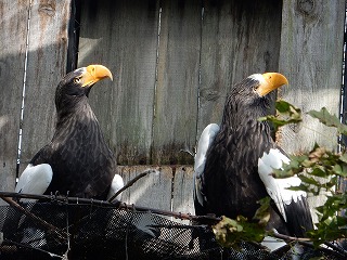 写真：オオワシ