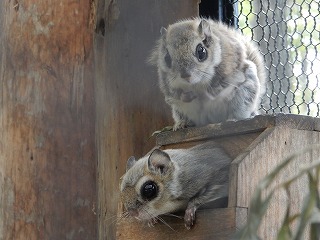 写真：エゾモモンガ2