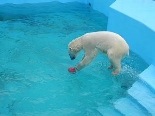 写真：10月8日　ホッキョクグマのミルク