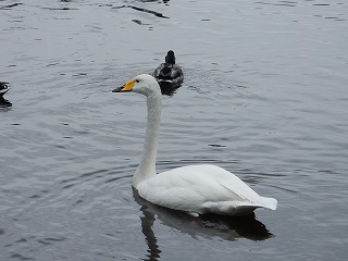 写真：オオハクチョウとマガモ1