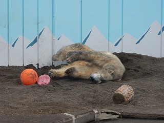 写真：10月8日　ホッキョクグマのキロル