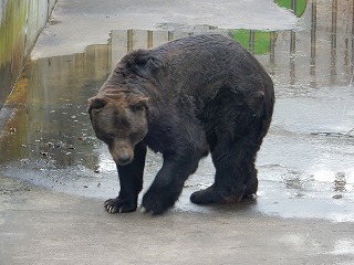 写真：ヒグマのキチノスケ