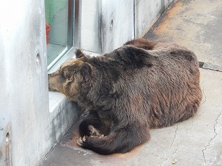 写真：ヒグマのヤマト