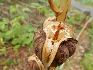 写真：オオウバユリ2